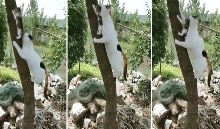 This Kitten Stucks in a Tree Until Cat Mom Comes to Rescue It Like a Pro.