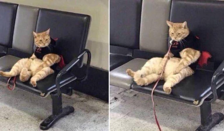 A man forget about the cat at the station. When he found it in the waiting hall, he burst out laughing