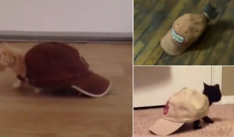 These Turtle-Cats Look Hilarious. I Can’t Stop Laughing!