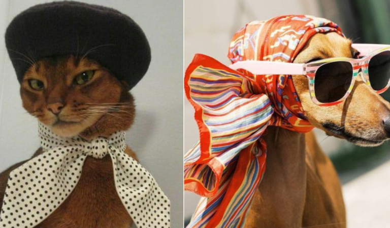 These pictures below will prove that animal can be fashionista. Take a look!