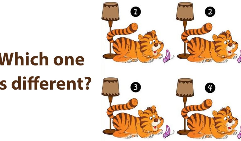 There four cats are trying to catch butterflies. Which one is different?