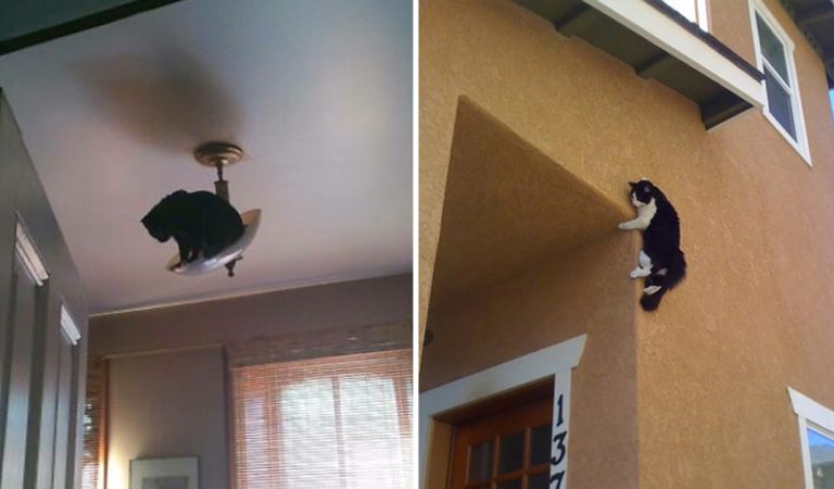 Take A Look At These Cats As They Perform Like Ninjas. Laughs are guaranteed.