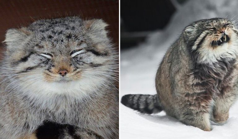 8 Fun Facts About the Pallas’s Cat: Beautiful Balls of Fur.