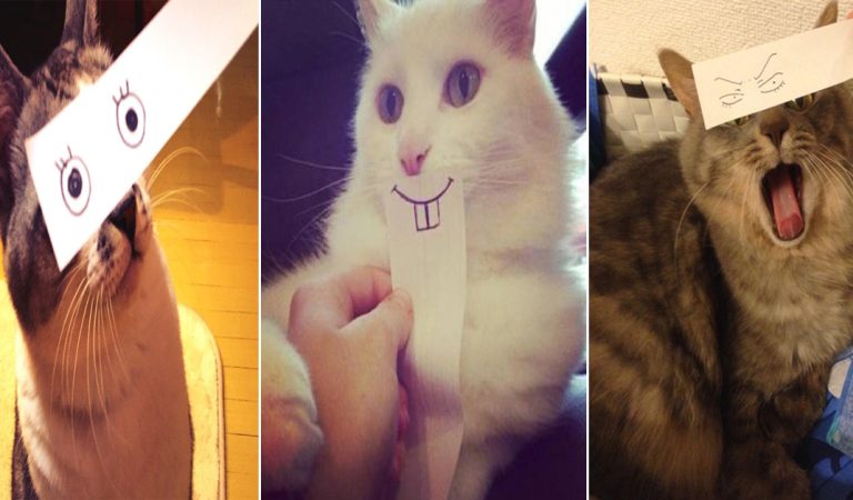 If cats have cartoon eyes and mouths… This is the greatest thing you have seen all day.