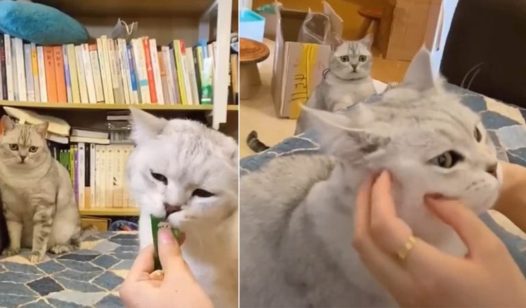 This cat was so jealous when her parents brought a new cat home