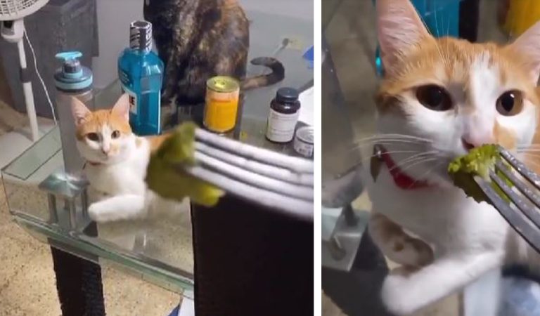 Cat provides the best reaction to broccoli. What happened next will make you laugh out loud.