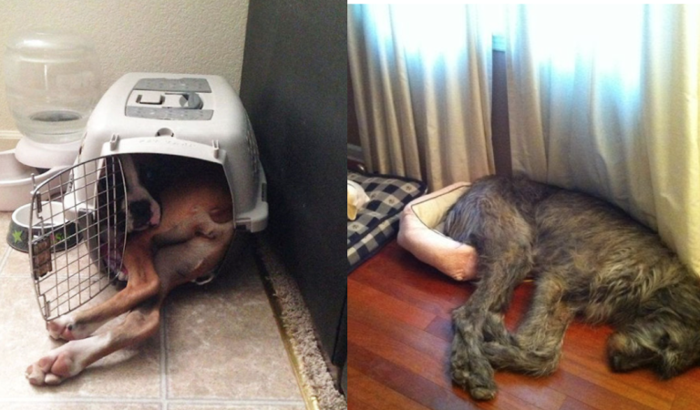 Adorably big size dogs who don’t realise how big they are