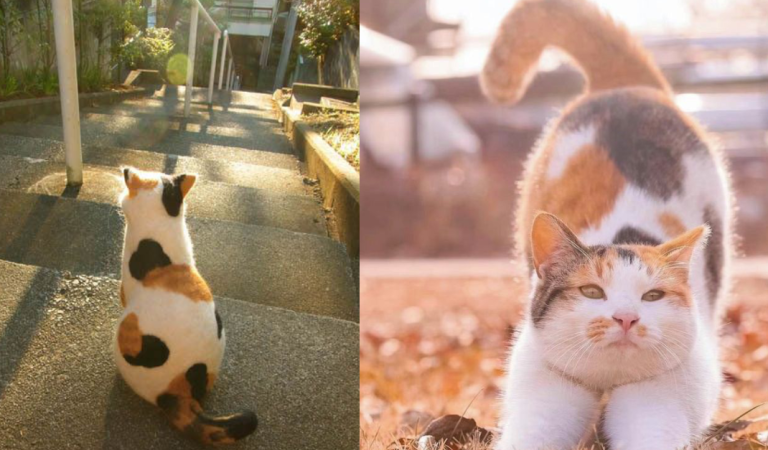 These adorable calico cat will brighten up your day!