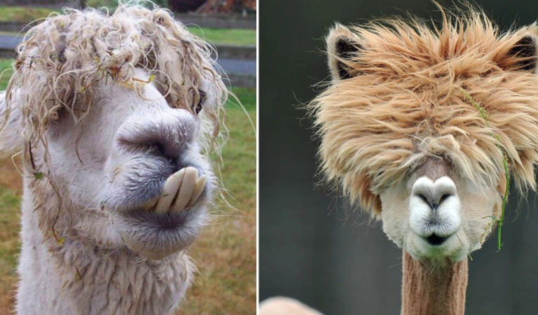 15 Hilarious Alpaca’s Haircuts That’ll Brighten Up Your Day