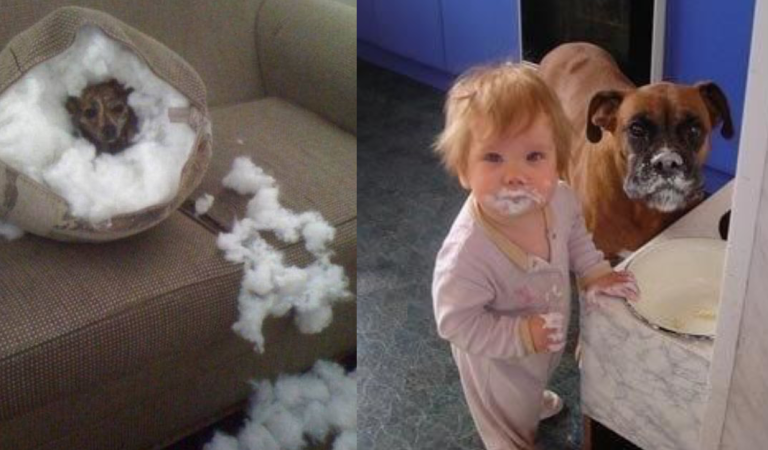 10 Dog Photos That Will Have You Smashing the LoL Button