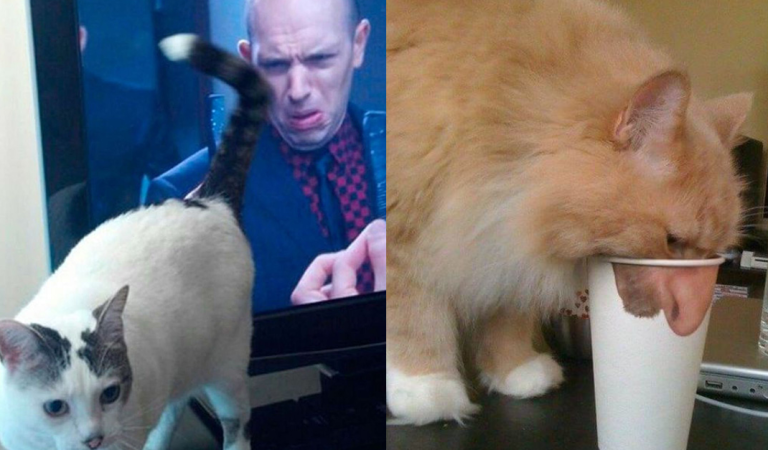 15 Perfectly Timed Cat Photos That Are The Cutest Thing You’ll See Today