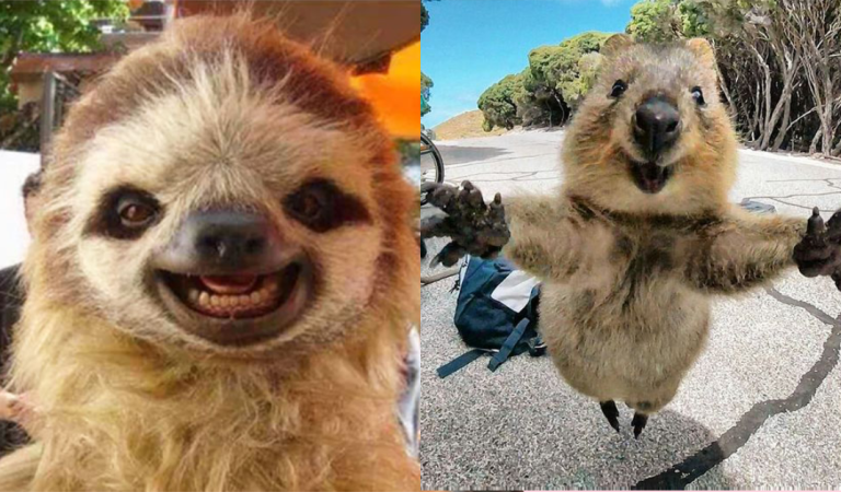 15 Animals Filled With Happiness To Brighten Your Day