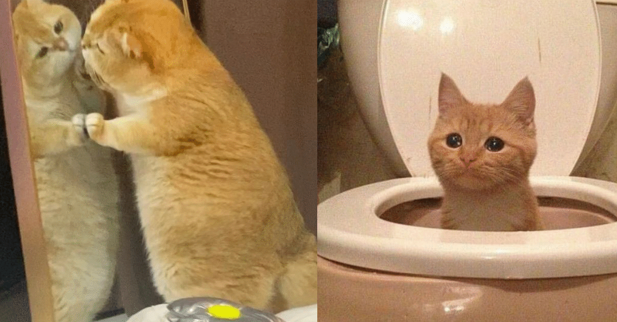 15 Funny Pictures Of Orange Cats To Make Your Day Better