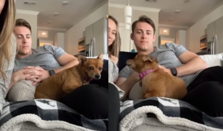 This Dog Gets Insanely Jealous When It’s Owner Want To Kiss Her Boyfriend.