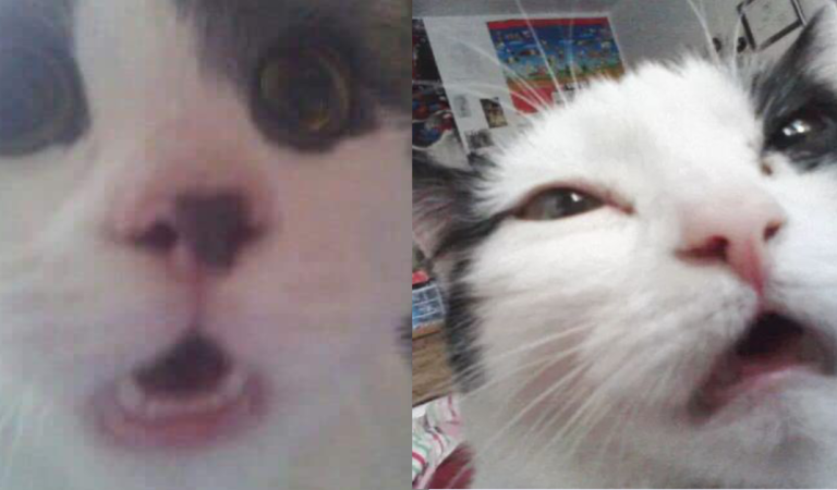 15 Sneezing Cat Photos 100% Guaranteed To Brighten Your Day