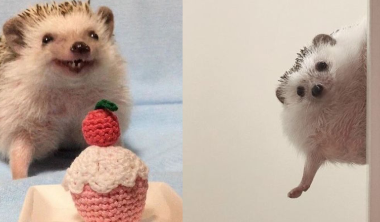 12 Cute Hedgehogs That Will Brighten Your Day