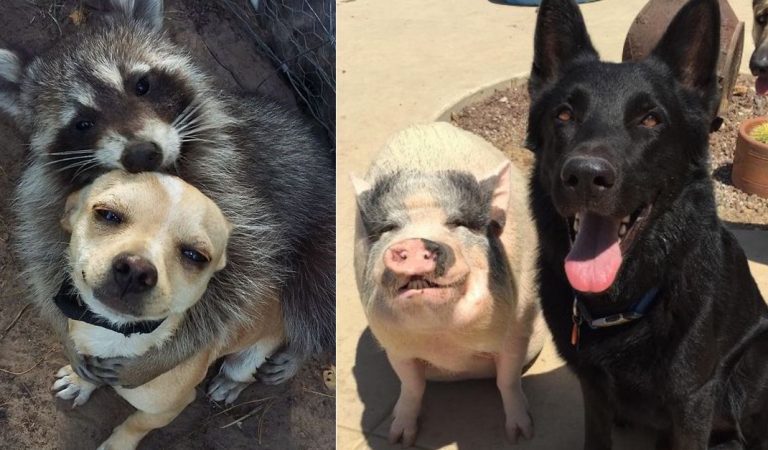 15+ adorable animal friendship photos to heal your soul.