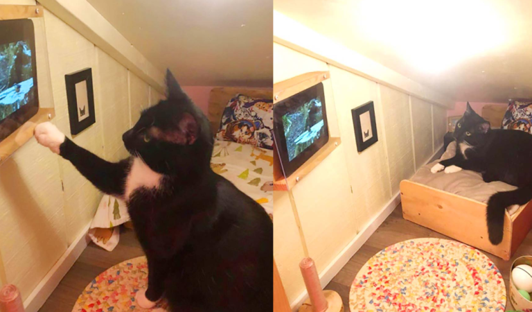 Guy Transforms Empty Space Behind Wall Into Tiny Bedroom For His Beloved Cat