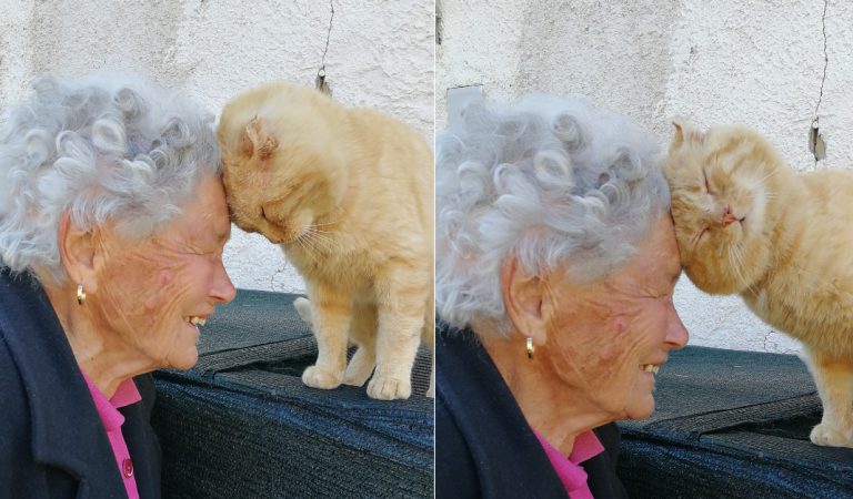 Woman’s Emotional Reunion With Her Cat After 3 Years Apart Is Just Moving