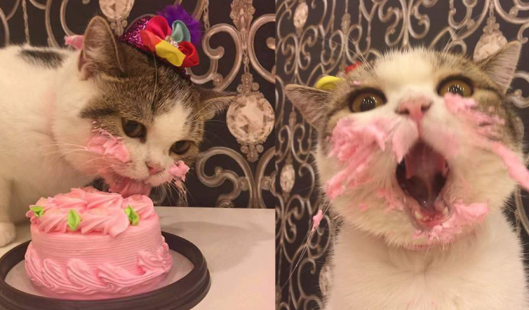 The Owner Caught The Cat Eating Cake On His Birthday Is Adorable