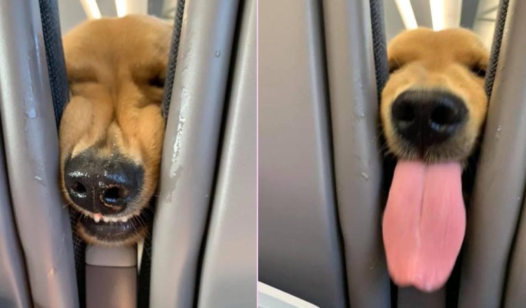 Puppy Gets Bored On The Plane And Decides To Entertain The Passengers Behind Him