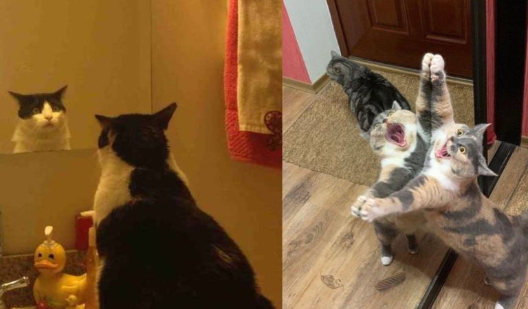 20+ Funny Moments Caught Of Our Cats Discovering The Mirror.