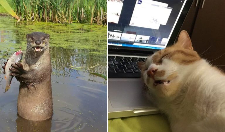 Here are 15+ funny animal photos that will make you laugh uncontrollably