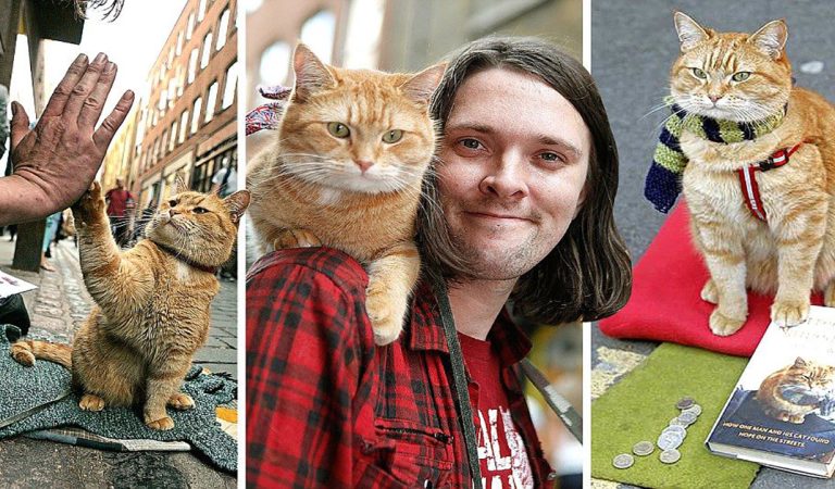 Meet Bob the street cat, who helped a homeless man turn his life around