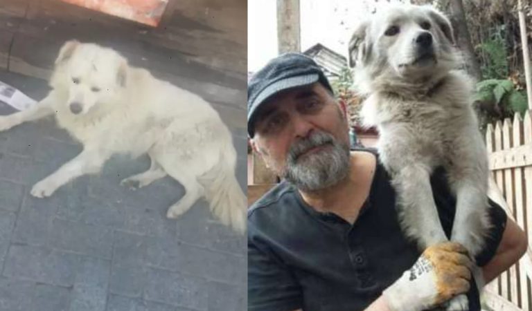 Lost Dog Living As Stray On Streets Finally Reunited With His Family.