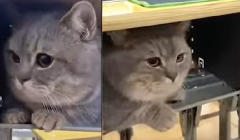 Adorable Munchkin Cat Stays Quiet Inside The Desk While In Classroom With His Owner