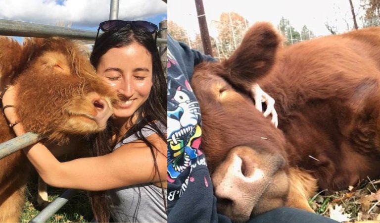 15+ photos to prove that cows love to be cuddled as the other pet.