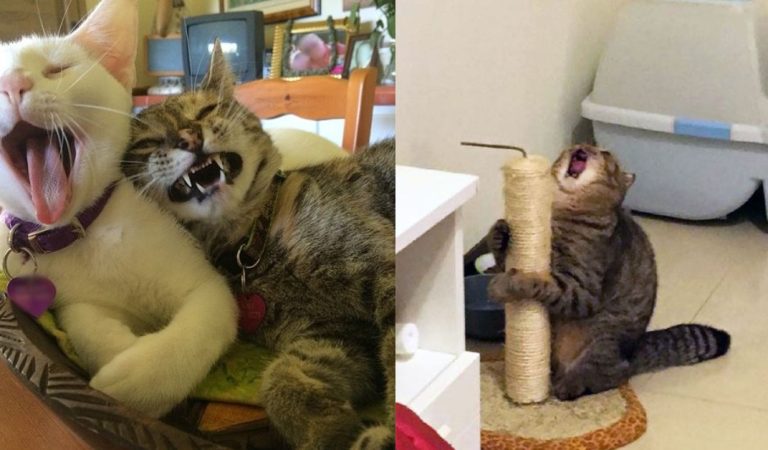 Feeling down, these funny cat photos will definitely change that!