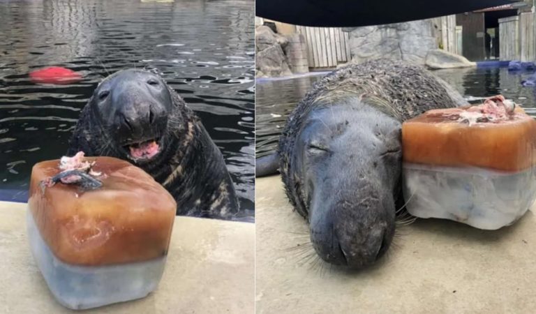 This cute seal named Yulelogs had a special birthday surprise—a cake made of ice and fish!