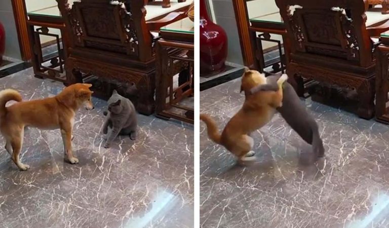 Shiba Inu confused cat by its unusual fight technique.