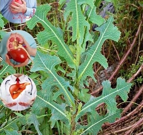 The Hidden Power of Prickly Lettuce: The Unpretentious Wonder of Nature