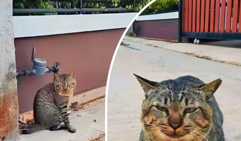 A Missing Cat Returns With a Note Around Its Neck, and the Story Takes an Unexpected Twist