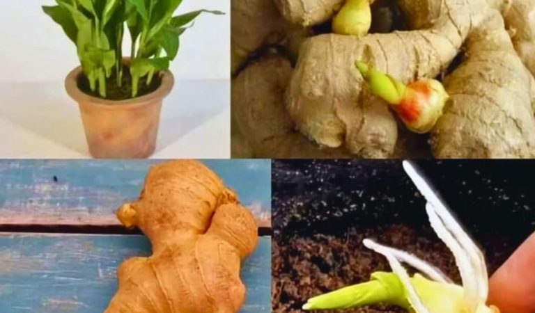 Stop Buying Ginger. Here’s How to Grow an Endless Supply of Ginger Right at Home