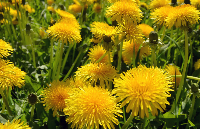 20+ Incredible Benefits of Dandelion: Nature’s Hidden Gem