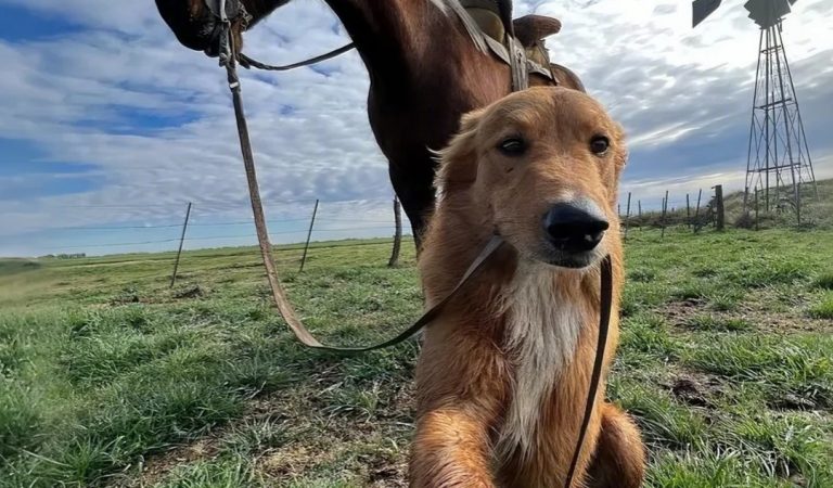 My Farm Dog Came Back With A Horse—And A Mystery I Didn’t Expect