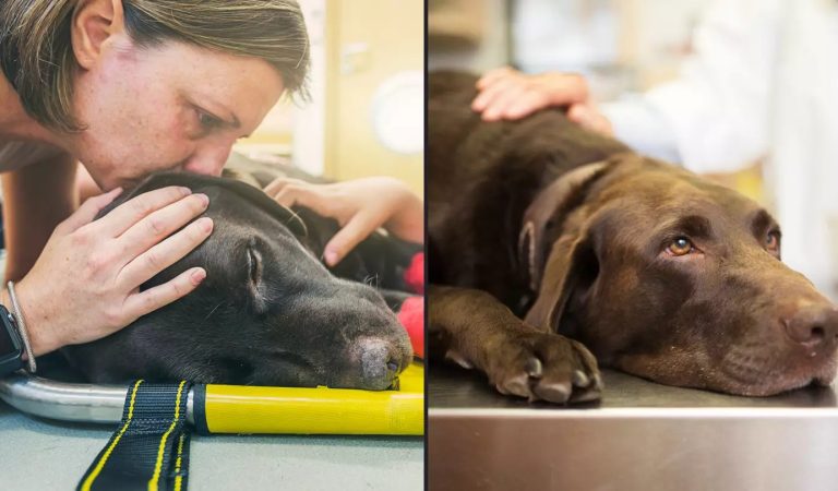 Heartbreaking signs that your dog is about to die