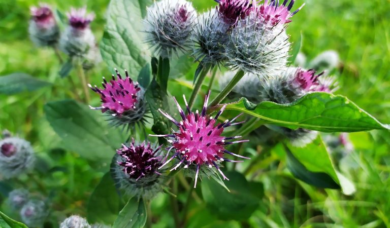 This Powerful Plant Can Support Your Health: Discover the Benefits of Burdock Root