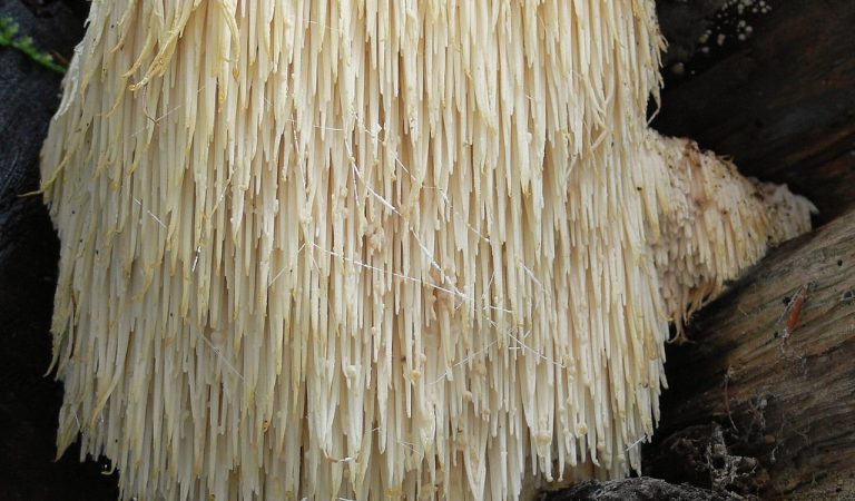 This ancient mushroom can regenerate neurons and could reverse brain aging