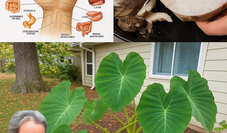 Taro Root: The Ancient Superfood Transforming Health and Sustainability
