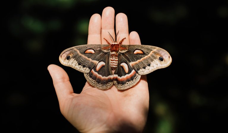Seeing a moth: what does it mean?